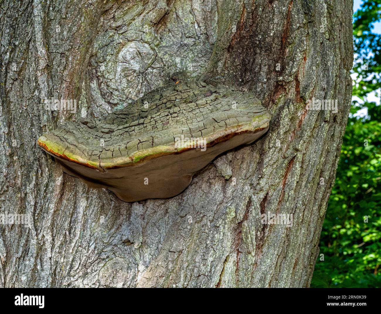 Funghi da scaffale su un tronco d'albero nella parte posteriore naturale Foto Stock