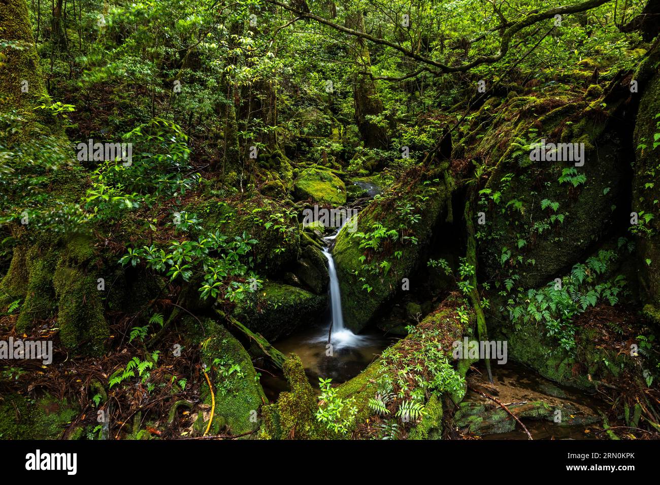 Piccola cascata nella foresta di muschi, trekking con la pioggia, parco di Yakusugi, isola di Yakushima, Kagoshima, Giappone, Asia Foto Stock