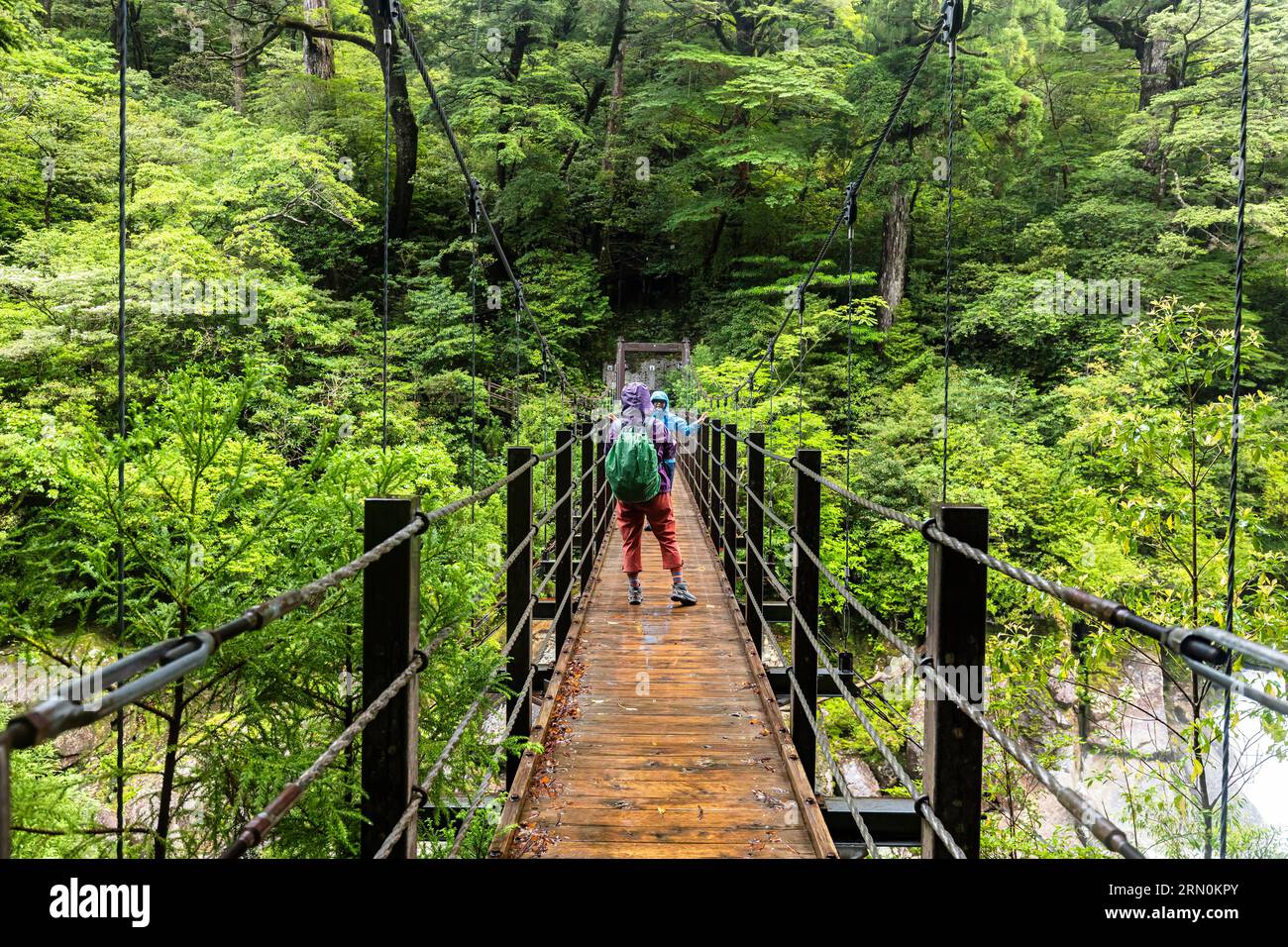 Ponte sospeso di Arakawa, trekking in pioggia, parco terrestre di Yakusugi, isola di Yakushima, Kagoshima, Giappone, Asia Foto Stock