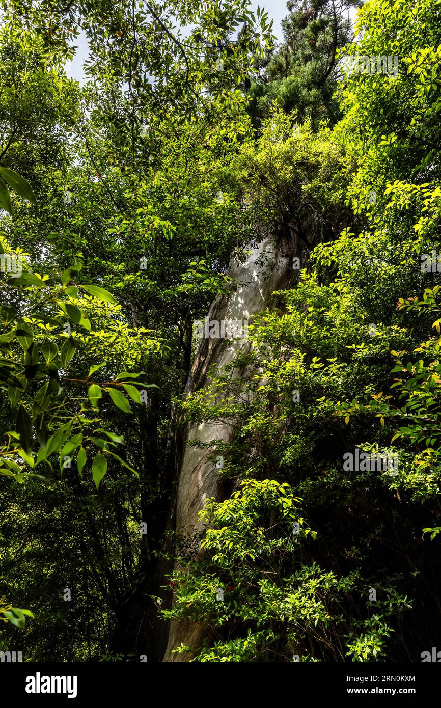 Yayoisugi (cedro Yayoi), caduto dal tifone 2024, Shiratani Unsuikyo Ravine, Yakushima Island, Kagoshima, Giappone, Asia Foto Stock