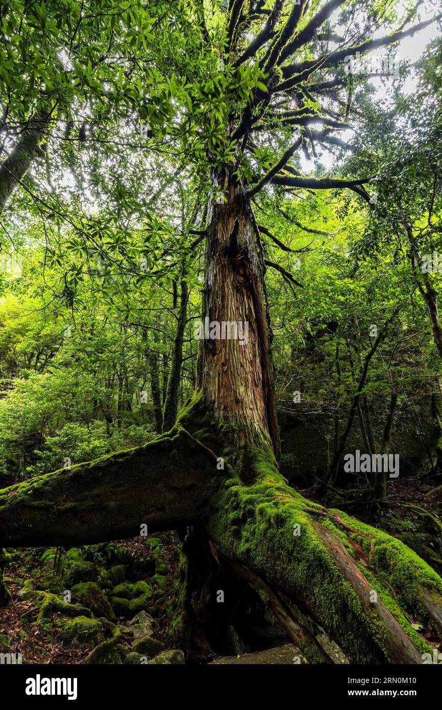Sanbonashisugi (tre zampe di cedro), vecchio cedro di yakushima, scoglio Shiratani Unsuikyo, isola di Yakushima, Kagoshima, Giappone, Asia Foto Stock