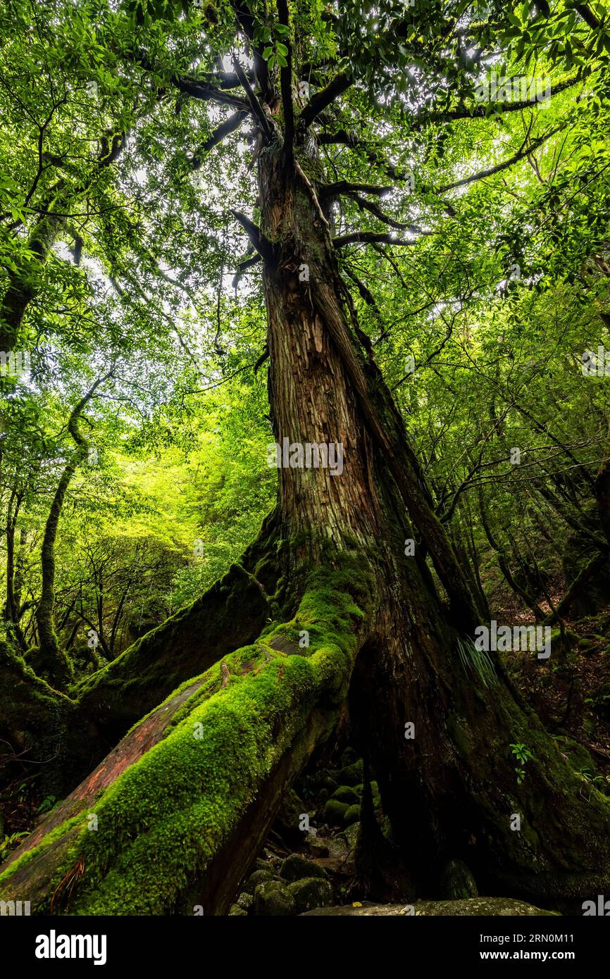 Sanbonashisugi (tre zampe di cedro), vecchio cedro di yakushima, scoglio Shiratani Unsuikyo, isola di Yakushima, Kagoshima, Giappone, Asia Foto Stock