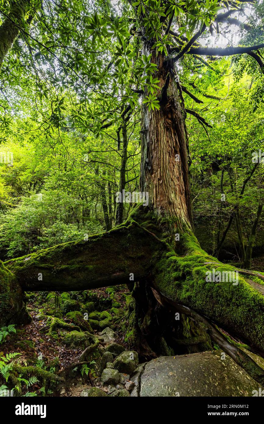Sanbonashisugi (tre zampe di cedro), vecchio cedro di yakushima, scoglio Shiratani Unsuikyo, isola di Yakushima, Kagoshima, Giappone, Asia Foto Stock