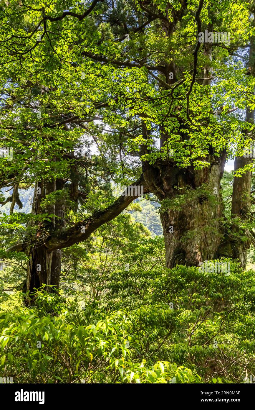 Meotosugi (coppia di alberi di cedro), Yakusugi (vecchi cedri), due alberi giganti fusi nell'aria, sul trekking di Jomonsugi, sull'isola di Yakushima, Kagoshima, Giappone, Asia Foto Stock