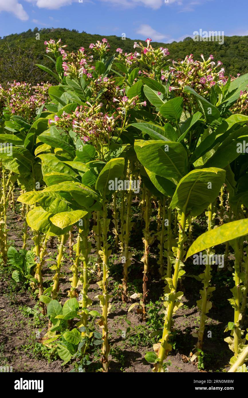Tabacco verde in foglia in uno sfondo di campo di tabacco sfocato, primo piano. Tabacco colture di foglie grandi che crescono in campo di piantagione di tabacco. Foto Stock