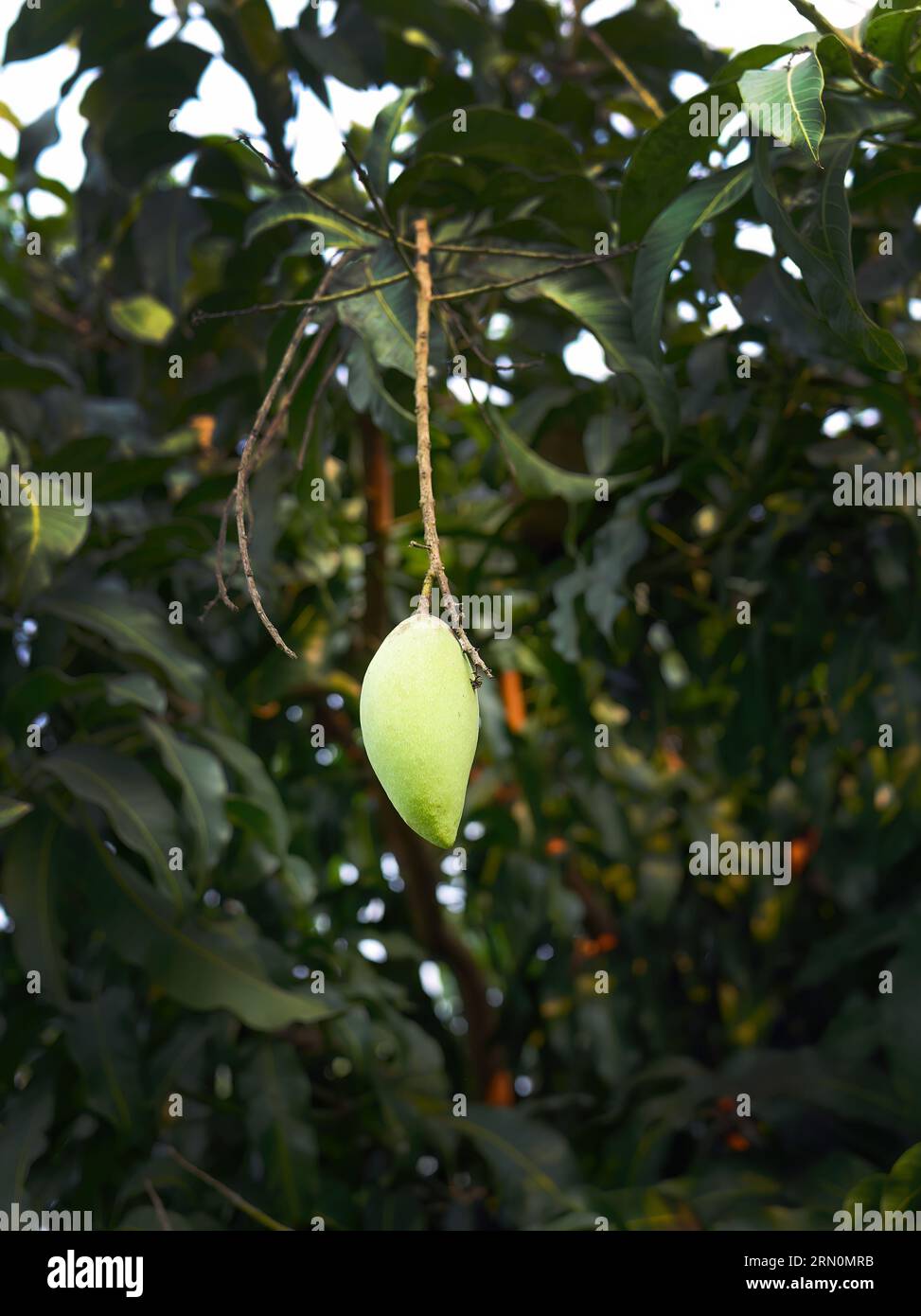Un singolo frutto di mango crudo appeso ad un albero di mango, giovane mango, sapore aspro o astringente, delizioso, probiotico, sano, cibo vegano, cibo crudo, tropicale Foto Stock