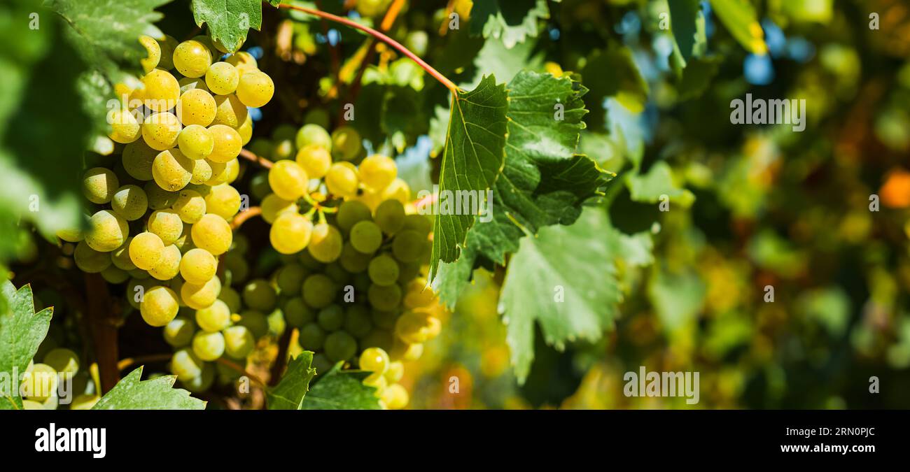 Uva verde nei vigneti, attenzione selettiva ai grappoli maturi, vendemmia in autunno Foto Stock