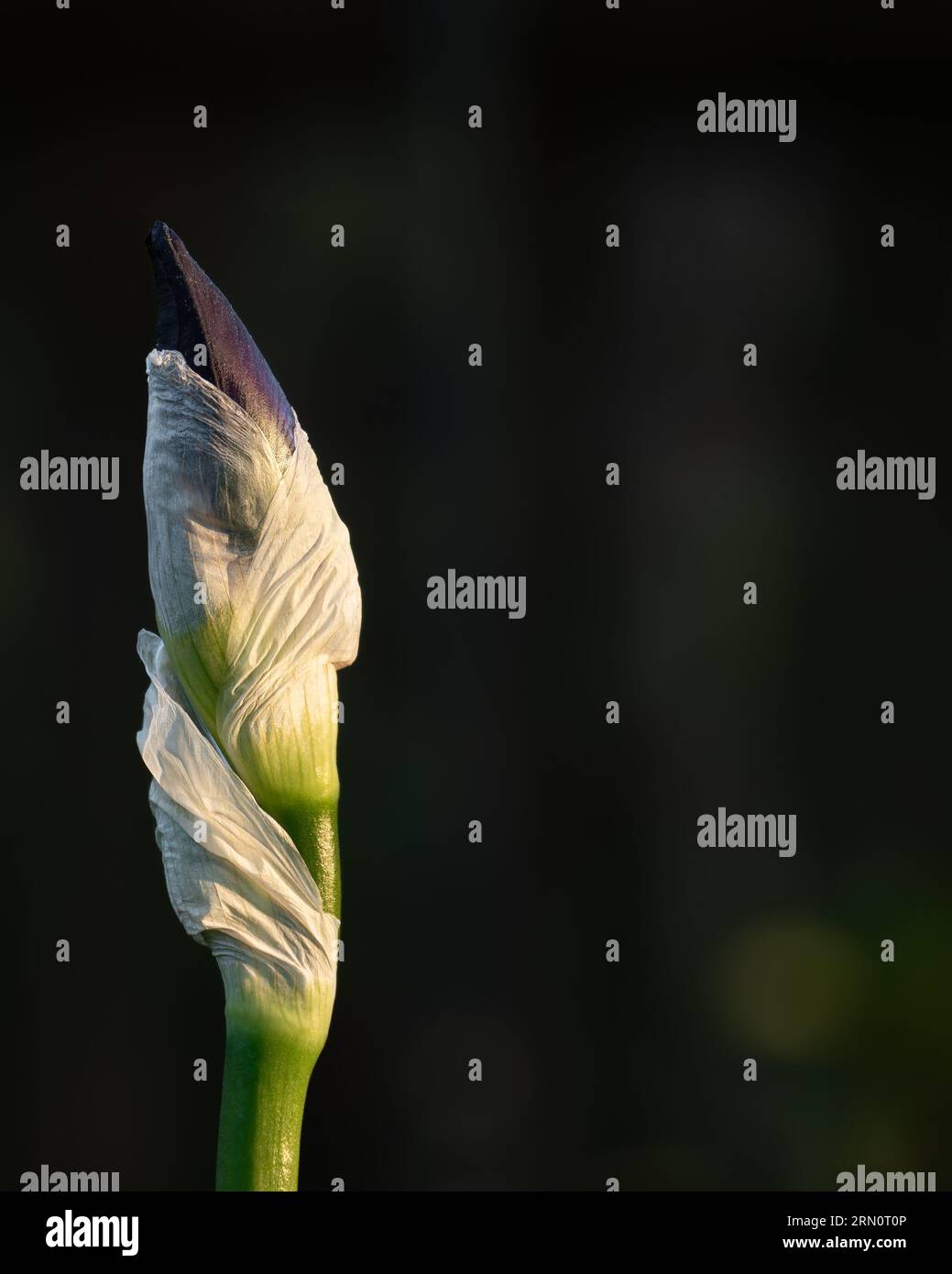 fiore isolato illuminato dalla luce del sole durante l'ora d'oro su sfondo sfocato, bianco, verde, viola con spazio per la copia Foto Stock