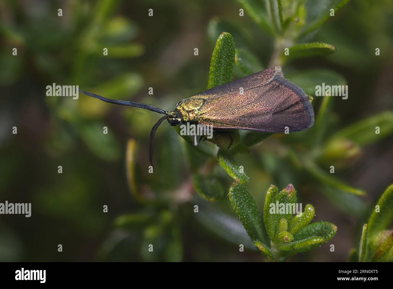 Moth metallizzato, Pollanisus cupres Foto Stock