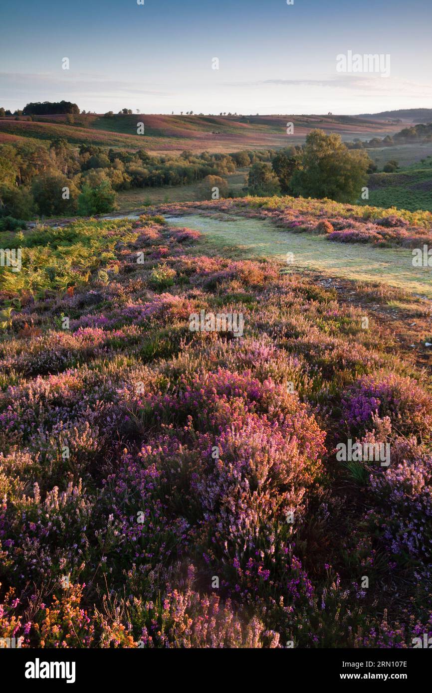 Guardando da Rockford Common attraverso Ibsley Common; heather a perdita d'occhio... New Forest, Hampshire, Regno Unito Foto Stock