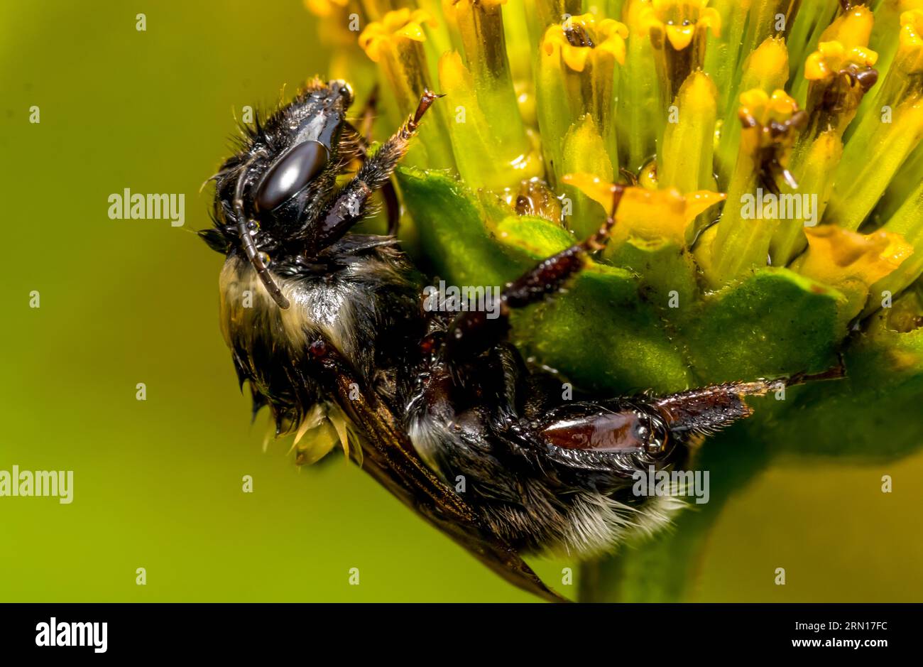 Questo bumblebee era seduto sul fiore e non si muoveva neanche un po' dopo una doccia con la pioggia. Foto Stock
