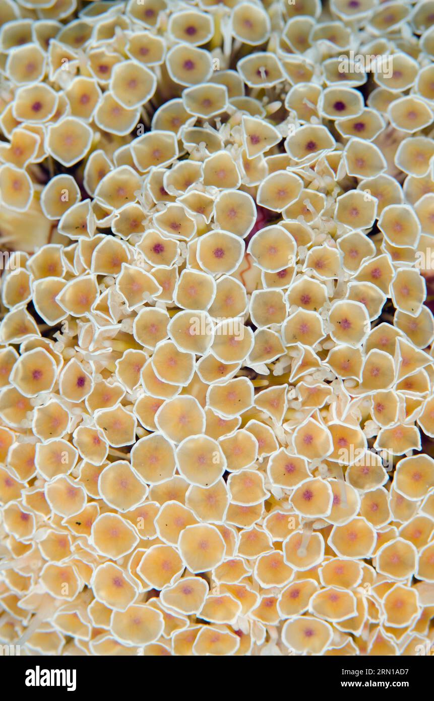 Orchina dei fiori, Toxopneustes pileolus, dettaglio delle pedicellariae, sito di immersione Sedam, Seraya, Karangasem, Bali, Indonesia Foto Stock