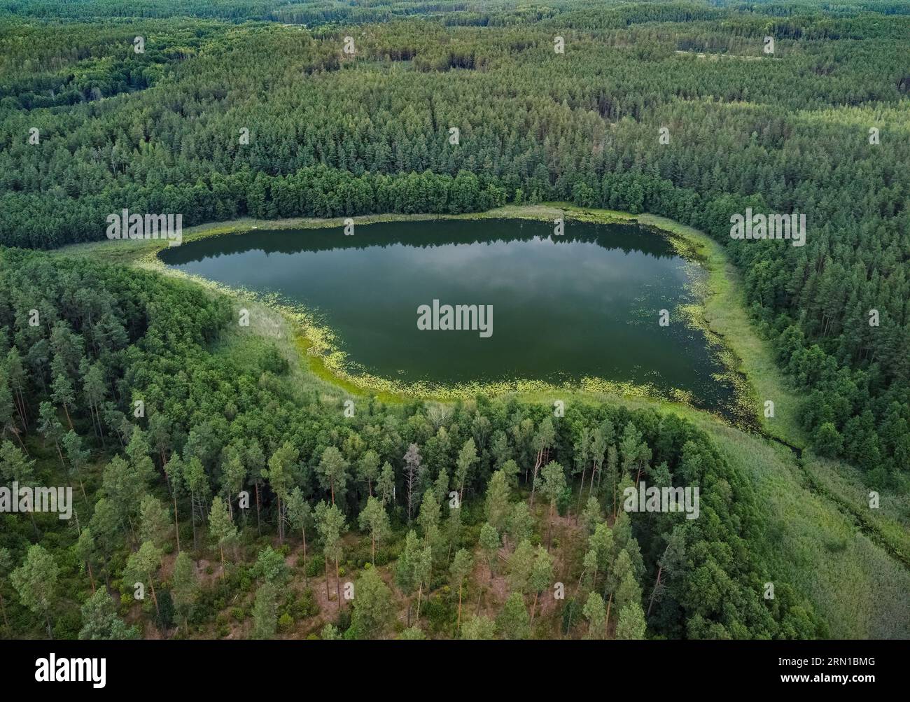 Vista aerea di un lago nelle foreste della Lituania, natura selvaggia, area paludosa. Il nome del lago è "Netiesis", parco nazionale di Dzukija Foto Stock