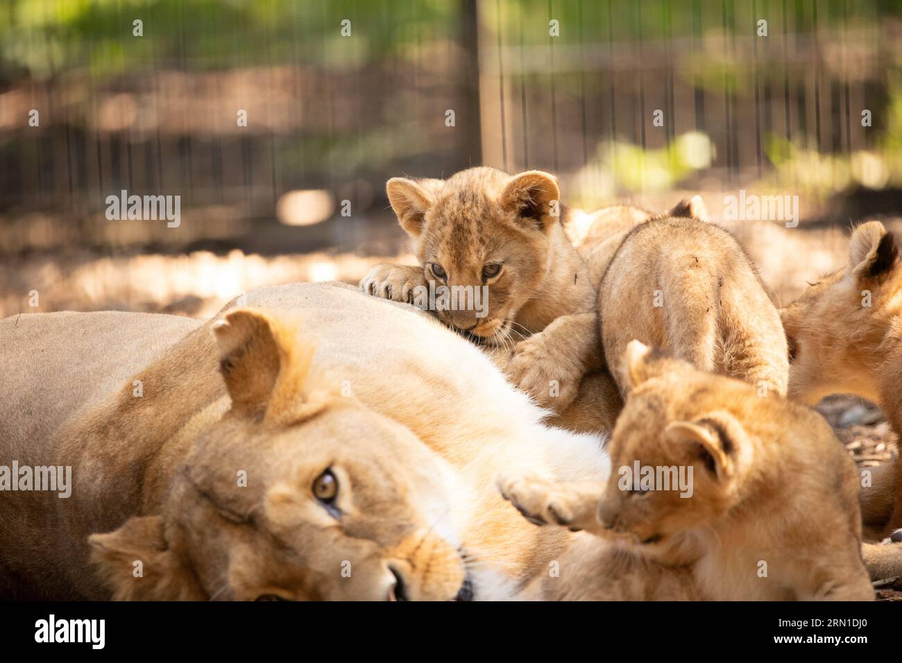 La loro sorella sembra terrorizzata mentre i cuccioli si accumulano sopra il suo schiaffo e morde il suo KENT, LE ADORABILI IMMAGINI INGLESI mostrano una leonessa babysitter la sua carina Foto Stock