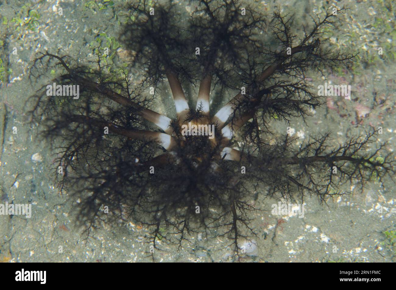 Nutrire tentacoli di cetriolo di mare sepolto, Neothyonidium sp, sito di immersione di Laha, Ambon, provincia di Maluku, banda Sea, Indonesia Foto Stock