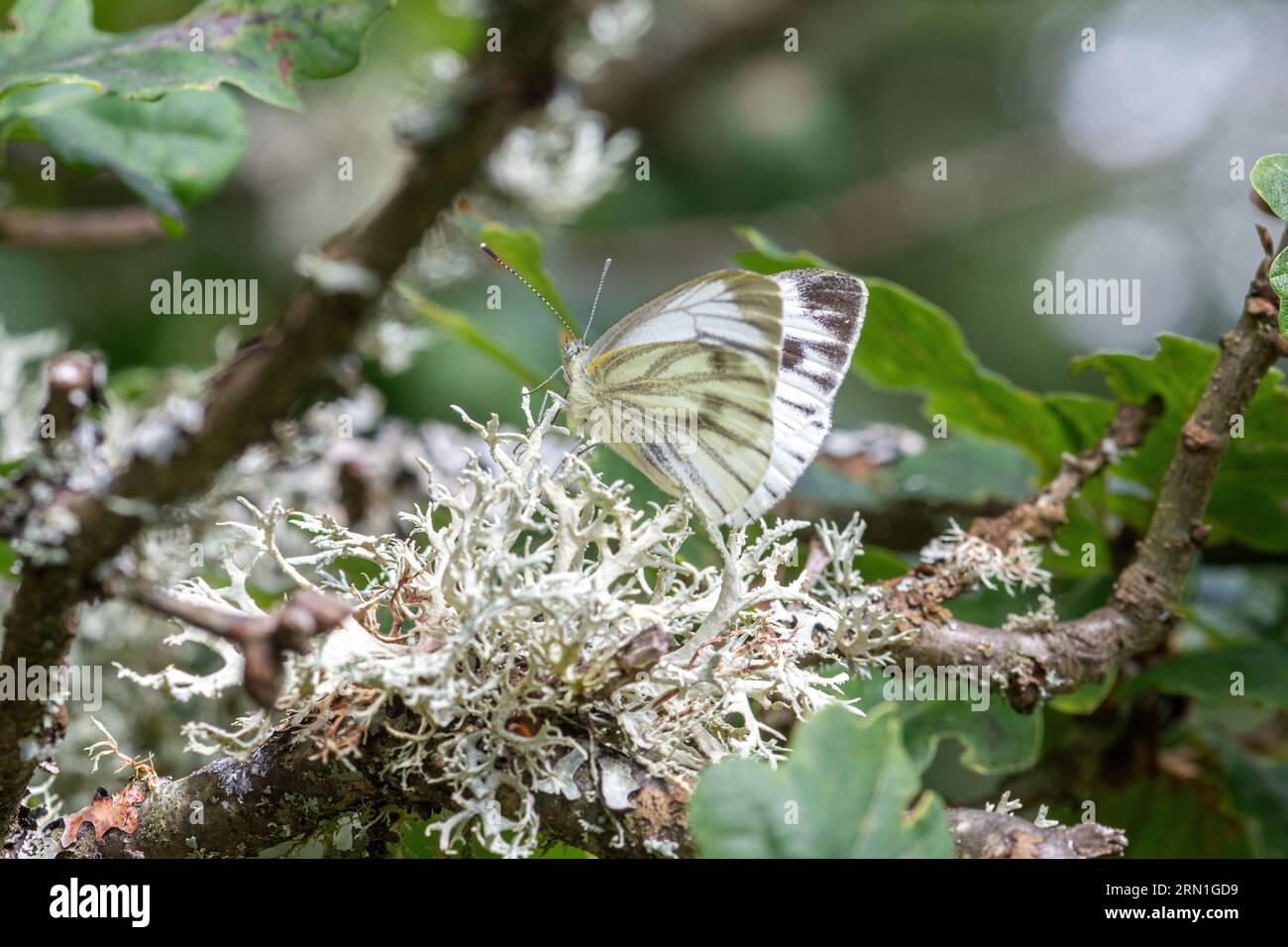 Farfalla bianca a venatura verde (Pieris napi) arroccata su una quercia ricoperta di lichene, Surrey, Inghilterra, Regno Unito Foto Stock