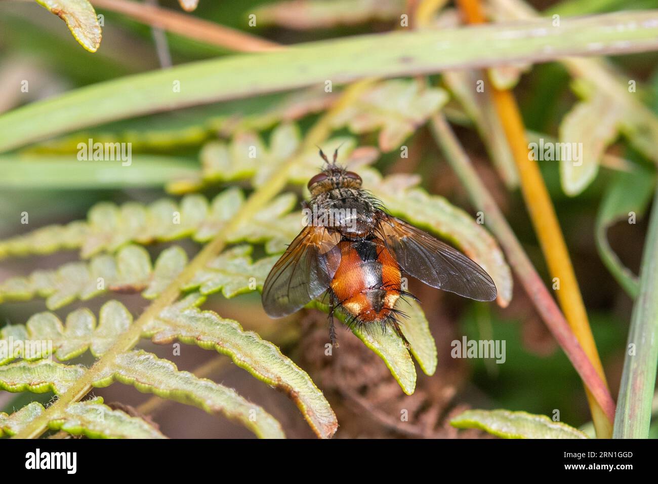 Tachina fera, una specie di mosca grande e brillante con un'ampia striscia nera lungo il centro di un addome altrimenti arancio, Inghilterra, Regno Unito Foto Stock