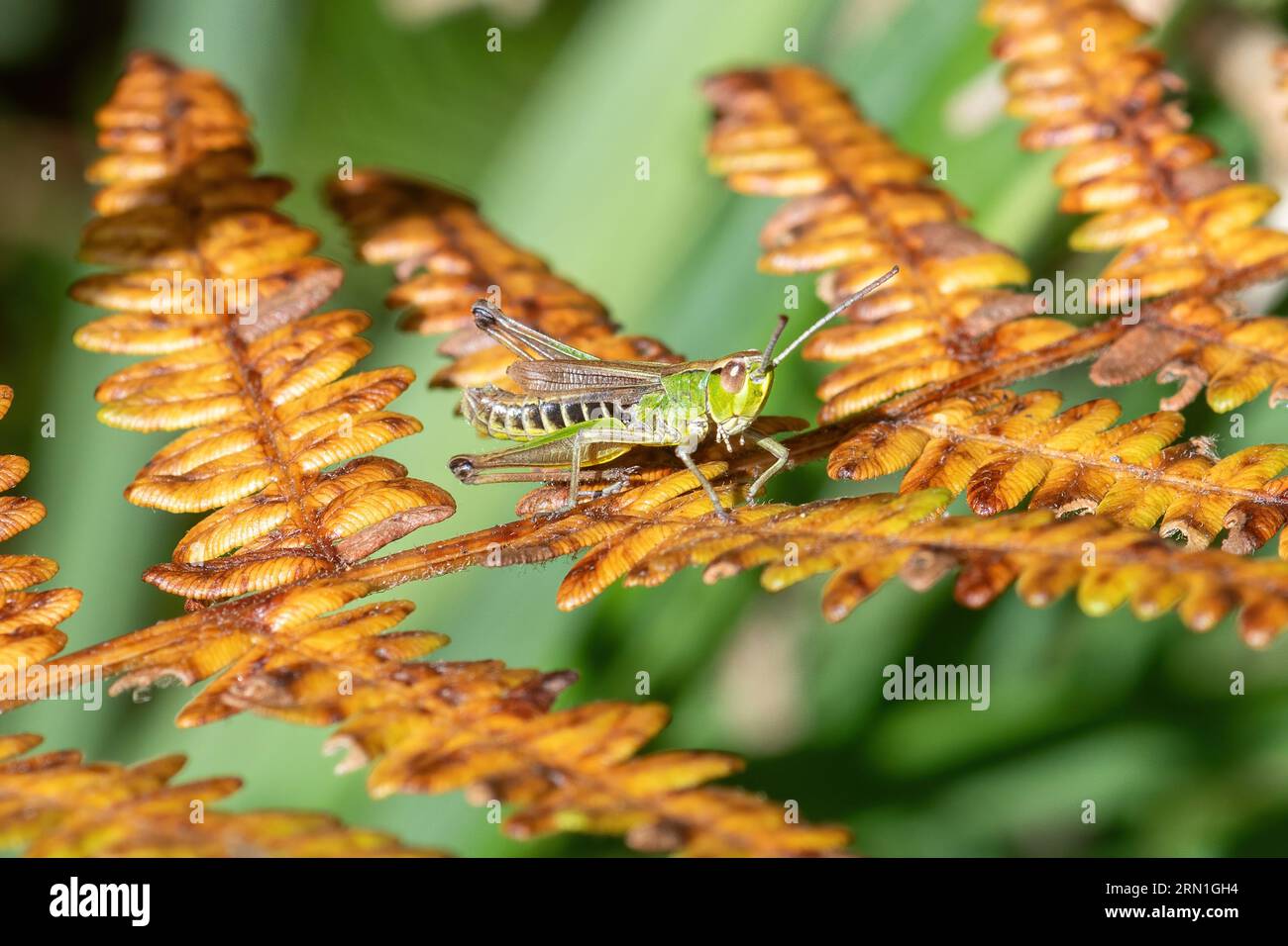 Meadow Grasshopper (Chorthippus parallelus) su bracken in tarda estate, Inghilterra, Regno Unito Foto Stock