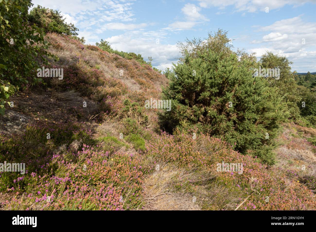 Vista della fioritura di heather sulla collina di Hankley Common in estate o ad agosto, Surrey, Inghilterra, Regno Unito Foto Stock