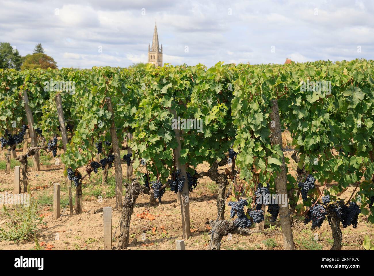 Saint-Émilion. Vigne, vignoble, uva passa, villaggio. Produzione de vin rouge. Saint-Émilion, Gironde, Francia, Europa Foto Stock