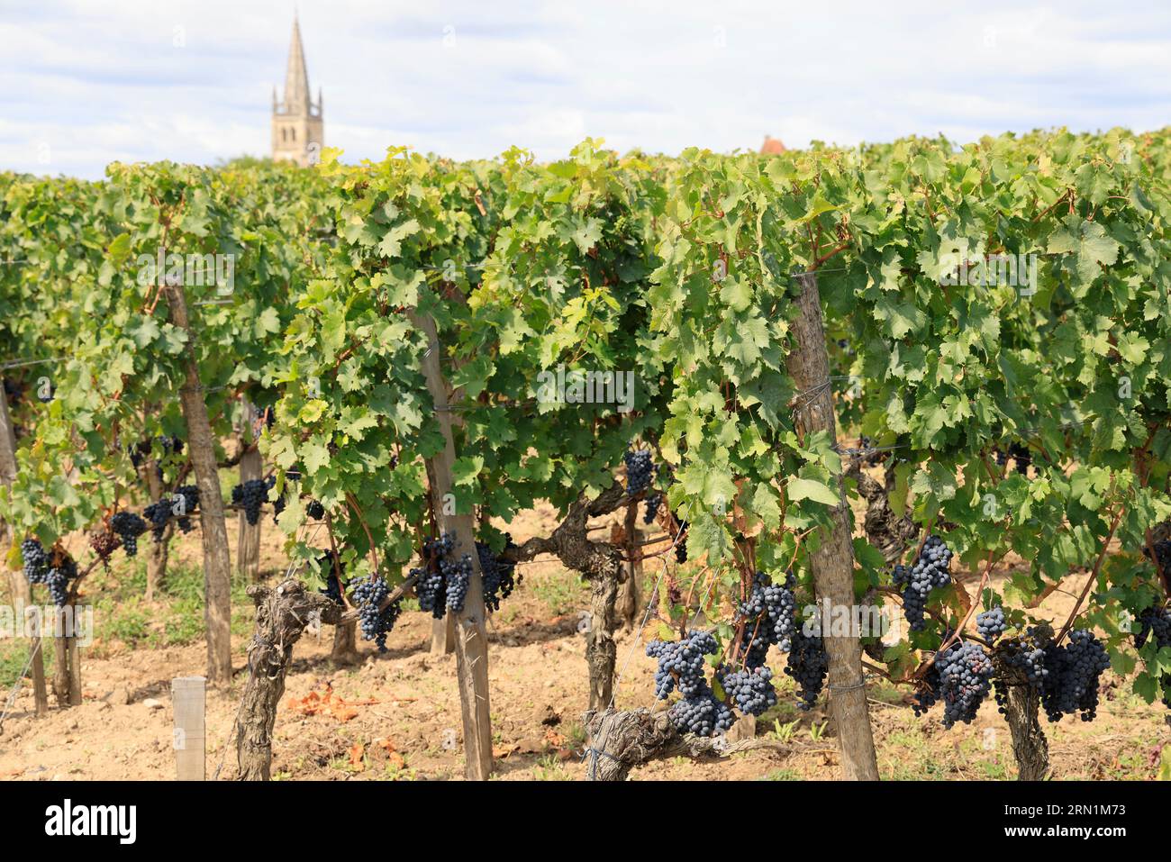 Saint-Émilion. Vigne, vignoble, uva passa, villaggio. Produzione de vin rouge. Saint-Émilion, Gironde, Francia, Europa Foto Stock