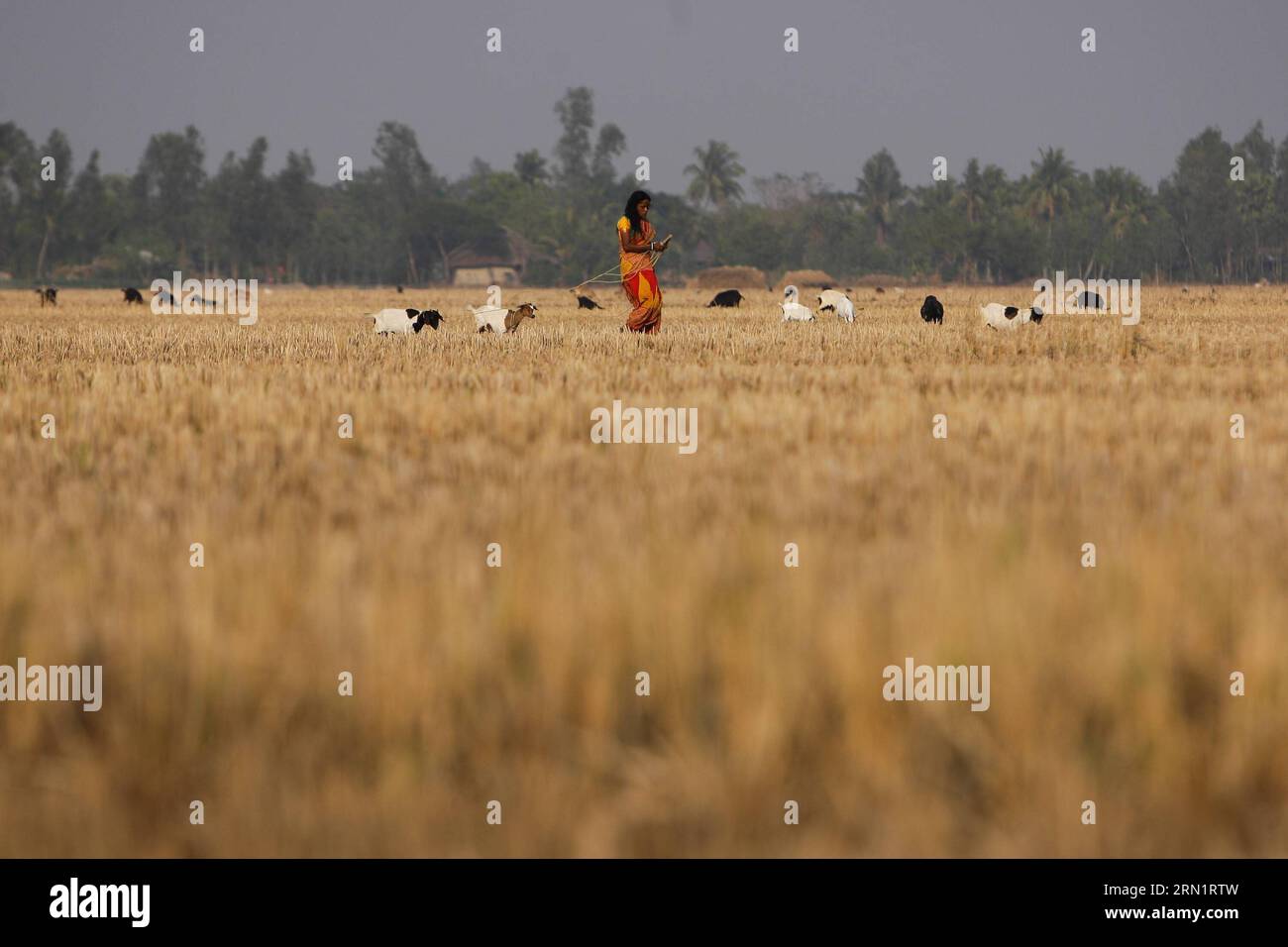 Un abitante locale cammina con le capre in una risaia nell'area di Sunderbans del delta del Gange nel Bengala Occidentale, India, 17 gennaio 2015. Il delta del Gange è un delta fluviale situato nella regione del Bengala nell'Asia meridionale, costituito dal Bangladesh e dallo stato del Bengala Occidentale, in India. È il delta più grande del mondo. Patrimonio dell'umanità dell'UNESCO, l'area Sunderbans dell'India ospita molte foreste di mangrovie e animali. La gente del posto vive di pesca, agricoltura e utilizza i traghetti per spostarsi. Molti villaggi usano l'energia solare a causa della mancanza di normale alimentazione elettrica. ) (lmz) INDIA-GANGE DELTA-VITA QUOTIDIANA ZhengxHuanso Foto Stock