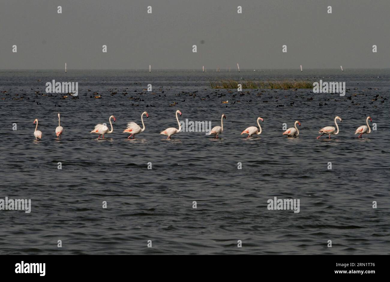 (150120) -- BHUBANESWAR, 20 gennaio 2015 -- foto scattata il 19 gennaio 2015 mostra i fenicotteri migratori all'interno del lago Chilka nel distretto di Khurda nell'Orissa meridionale vicino a Bhubaneswar, capitale dello stato indiano orientale Orissa, India. Milioni di uccelli migratori arrivano nel lago Chilka ogni anno all'inizio dell'inverno e volano indietro prima della stagione dei monsoni). INDIA-ORISSA-BHUBANESWAR-MIGRATORI FENICOTTERI Stringer PUBLICATIONxNOTxINxCHN Bhubaneswar 20 gennaio 2015 foto scattata IL 19 gennaio 2015 mostra il fenicottero all'interno del lago Chilka nel distretto di South Orissa vicino a Bhubaneswar capitale della Pasqua Foto Stock
