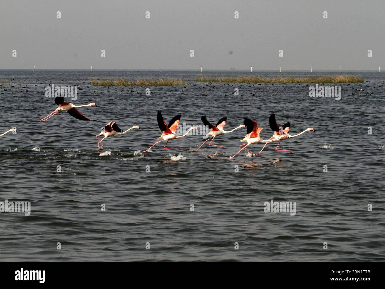 (150120) -- BHUBANESWAR, 20 gennaio 2015 -- foto scattata il 19 gennaio 2015 mostra i fenicotteri migratori che battono le ali dall'acqua del lago Chilka mentre cambiano posto per mangiare nel distretto di Khurda nell'Orissa meridionale vicino a Bhubaneswar, capitale dello stato indiano orientale Orissa, India. Milioni di uccelli migratori arrivano nel lago Chilka ogni anno all'inizio dell'inverno e volano indietro prima della stagione dei monsoni). INDIA-ORISSA-MIGRATORY FLAMINGOES Stringer PUBLICATIONxNOTxINxCHN Bhubaneswar 20 gennaio 2015 foto scattata IL 19 gennaio 2015 mostra il fenicottero che batte le loro ali dall'acqua di T Foto Stock