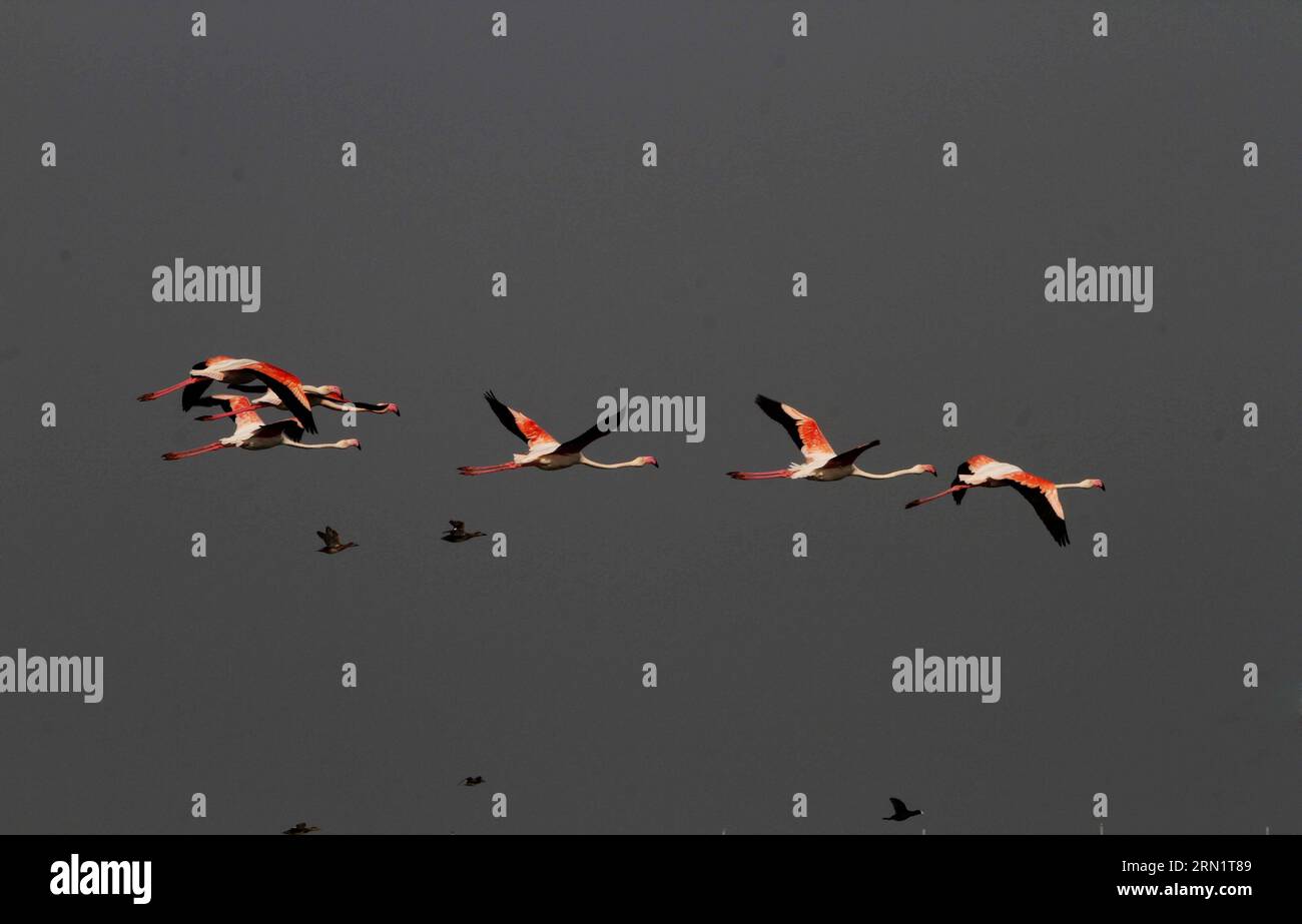 (150120) -- BHUBANESWAR, 20 gennaio 2015 -- foto scattata il 19 gennaio 2015 mostra i fenicotteri migratori che volano sopra il lago Chilka mentre si preparano ad atterrare nel distretto di Khurda nel sud Orissa vicino a Bhubaneswar, capitale dello stato indiano orientale Orissa, India. Milioni di uccelli migratori arrivano nel lago Chilka ogni anno all'inizio dell'inverno e volano indietro prima della stagione dei monsoni). INDIA-ORISSA-BHUBANESWAR-MIGRATORI FENICOTTERI Stringer PUBLICATIONxNOTxINxCHN Bhubaneswar 20 gennaio 2015 la foto scattata IL 19 gennaio 2015 mostra il fenicottero che vola sopra il lago Chilka mentre si preparano a Country in Foto Stock
