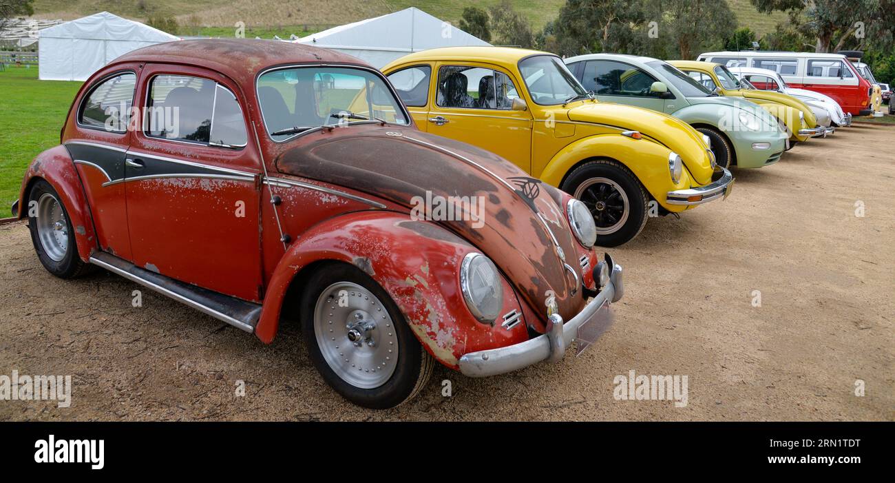 Volkswagen VW Beetles on Show in Line Vintage retro Show Shine Day Out, Melbourne Victoria Foto Stock
