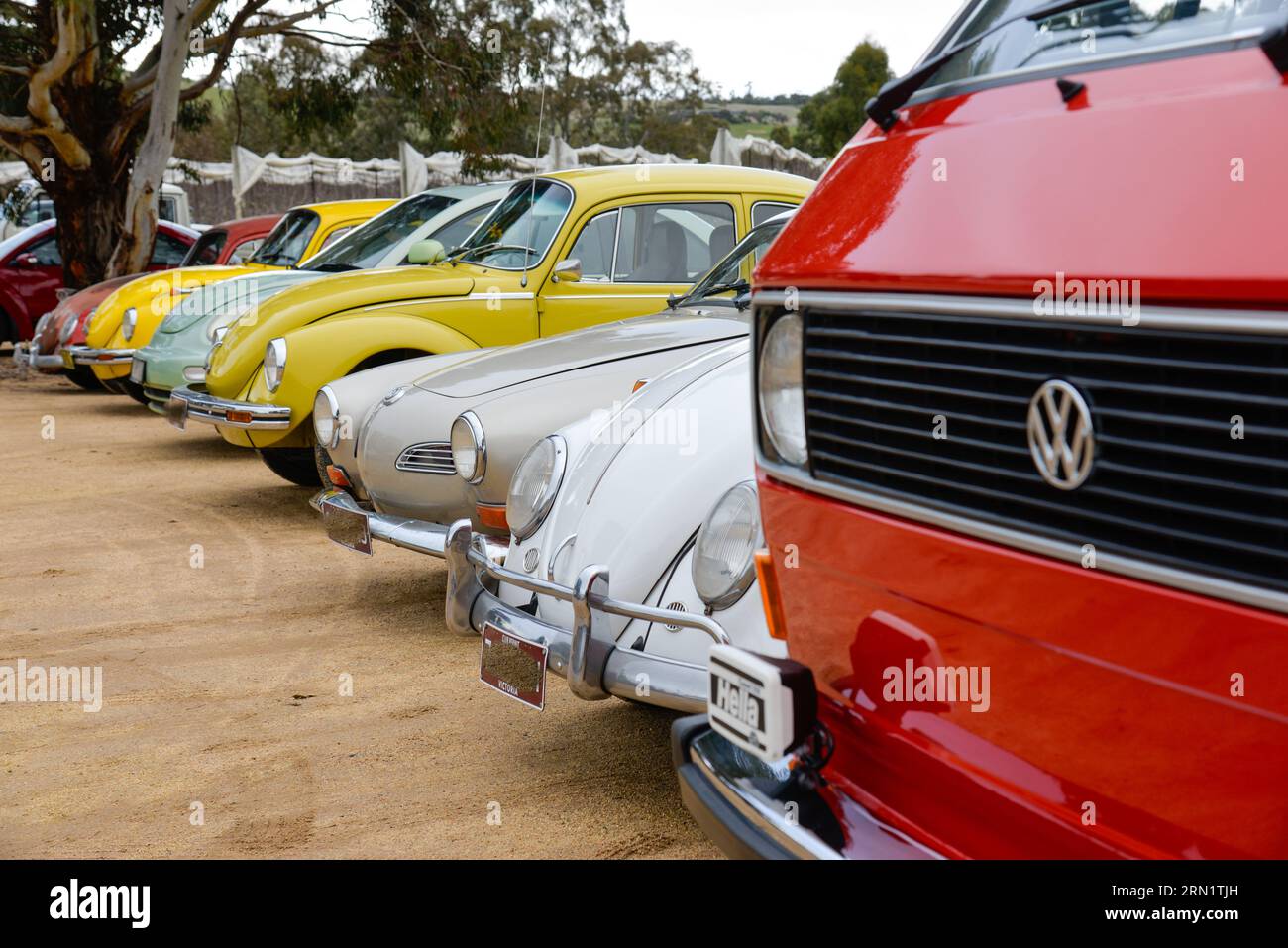 Volkswagen VW Beetles in mostra in linea con VW Red Kombi Vintage retro Show Shine Day Out, Melbourne Victoria Foto Stock