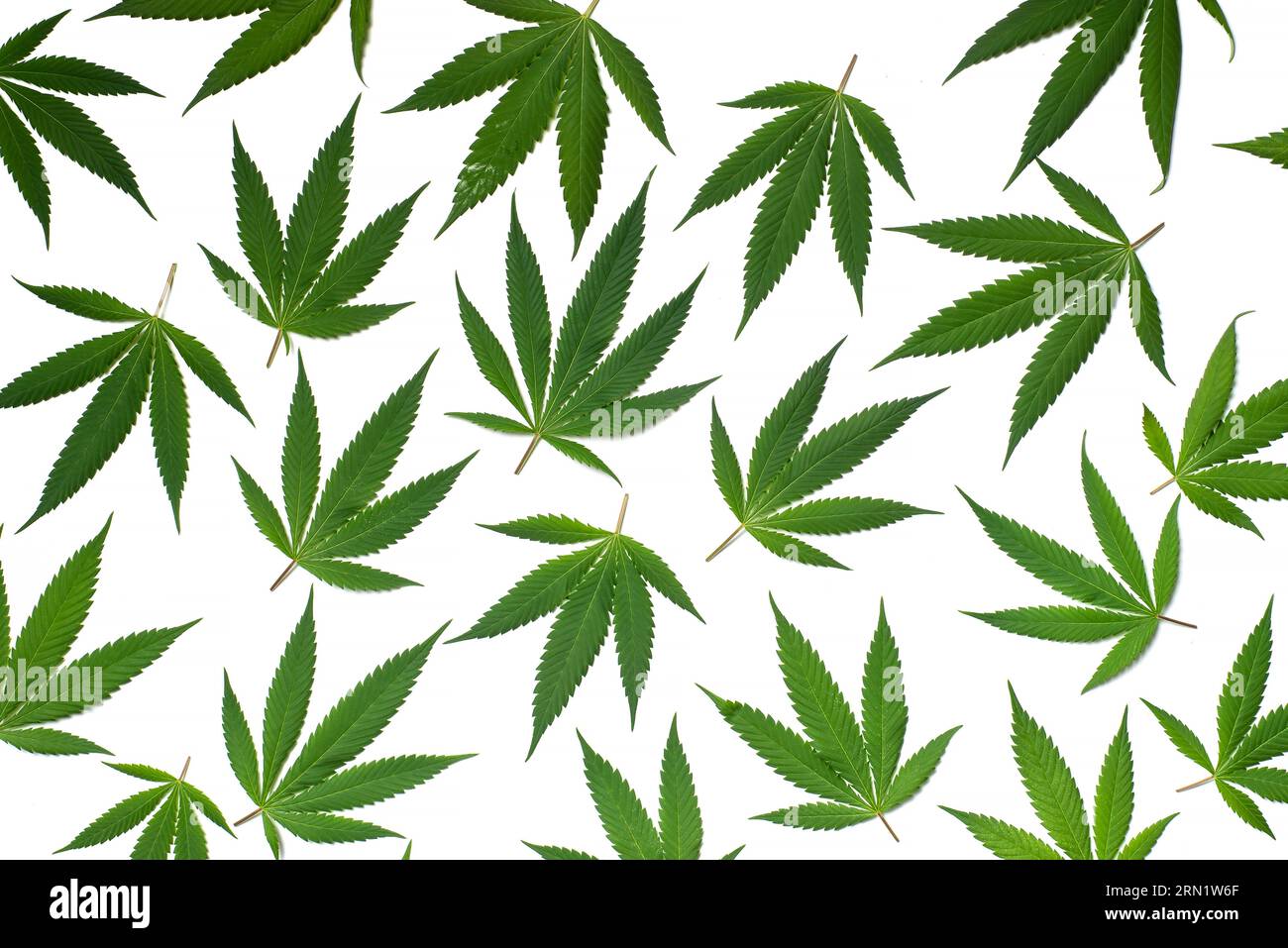 Mazzo di grandi foglie di marijuana fresca allineate su uno sfondo bianco Foto Stock