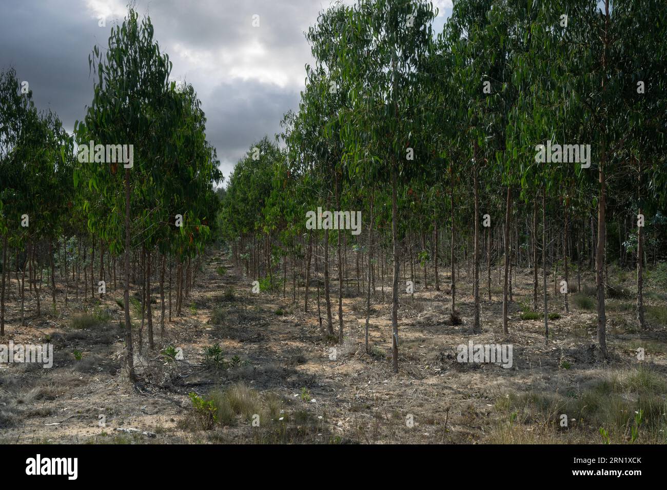 Foresta di eucalipto (Eucalyptus globulus). Portogallo. Visto come un grave rischio di incendio. Foto Stock