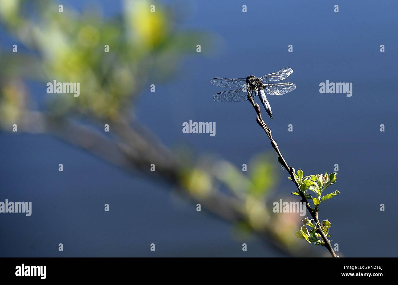 Clairmarais (62) : Chaser maschile di grandi dimensioni nella riserva naturale nazionale di Etangs du Romelaere Foto Stock