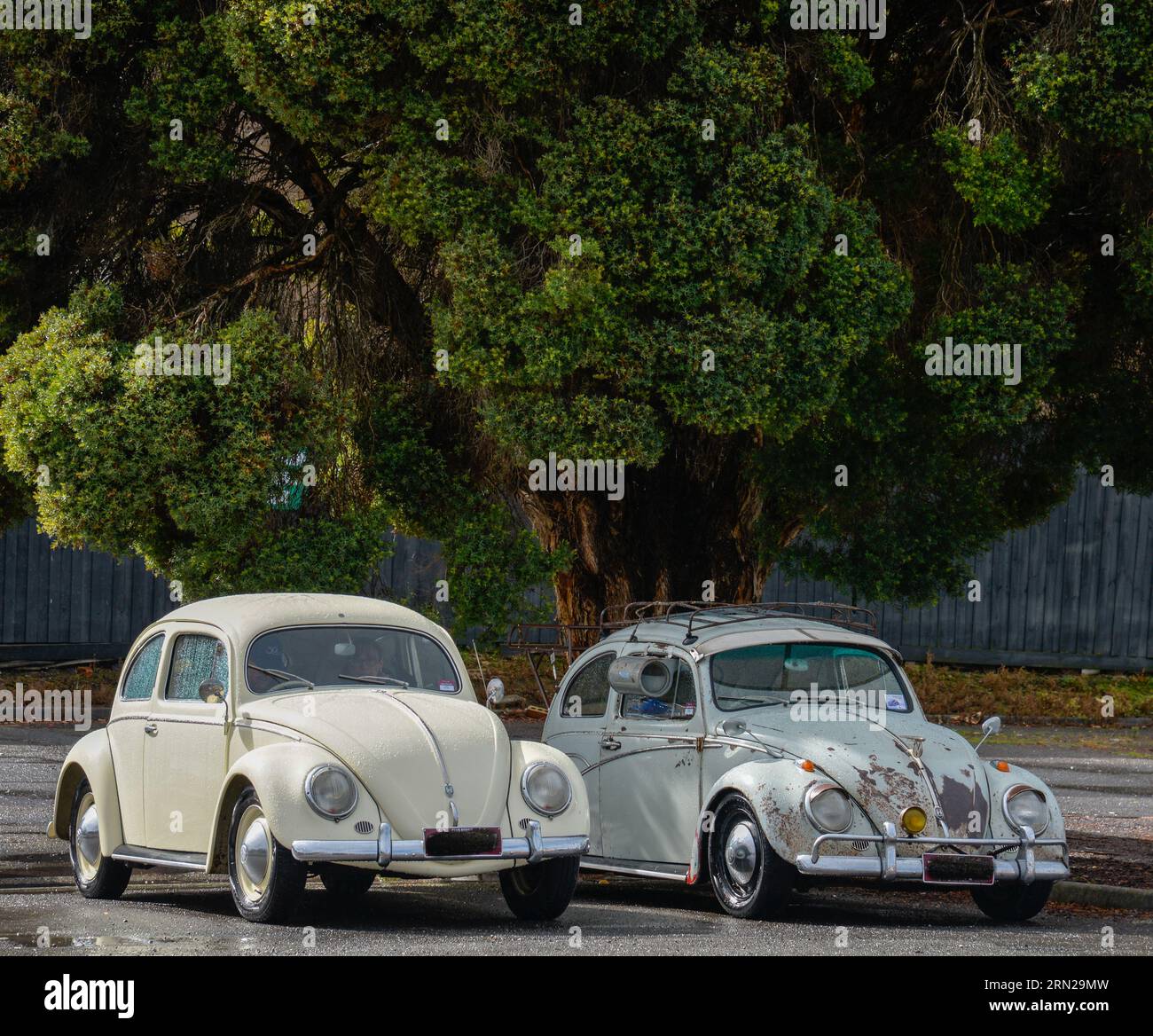 Volkswagen VW Beetles parcheggiati sotto un albero Vintage retro Show Shine Day Out, Melbourne Victoria Foto Stock