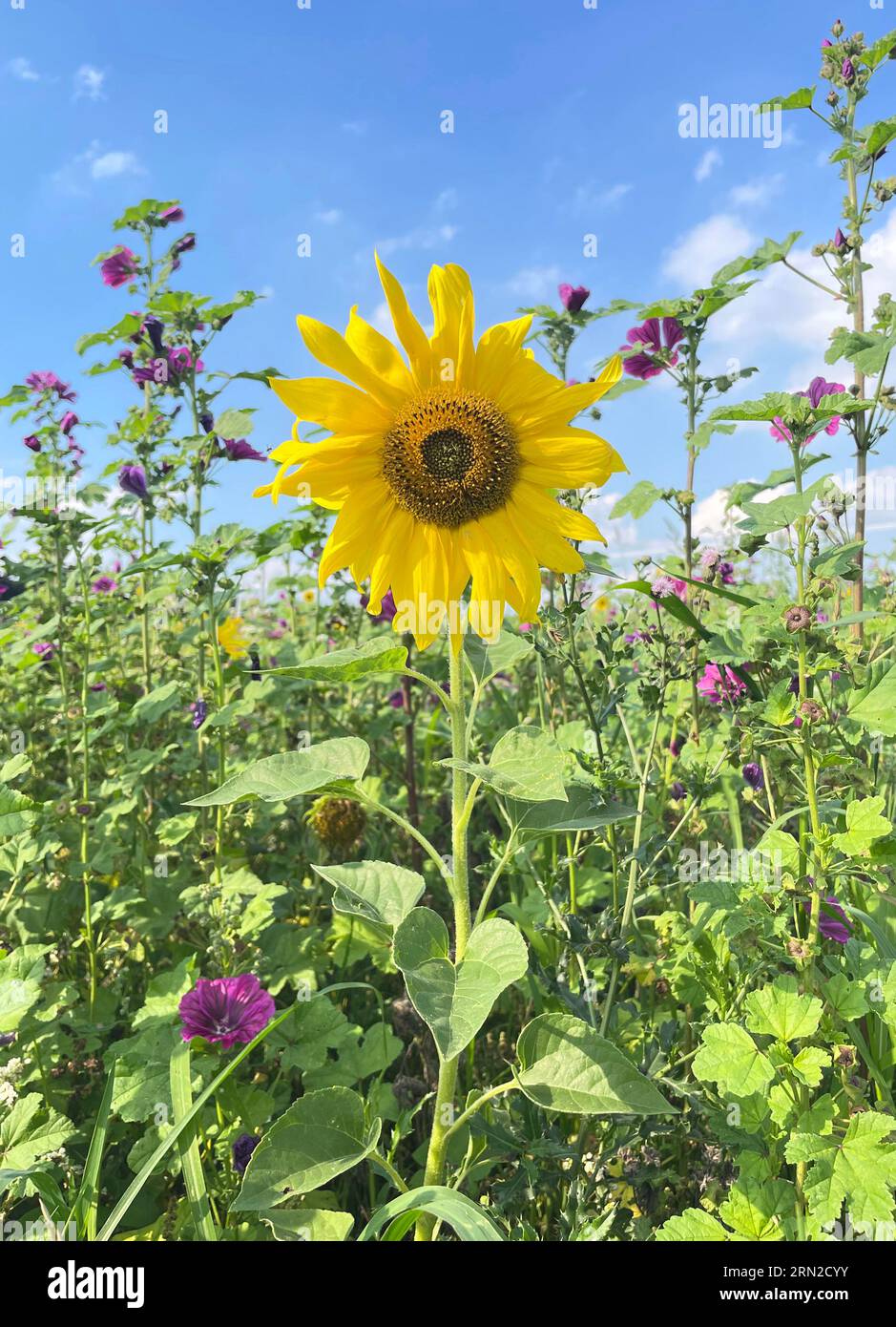 Primo piano di un girasole con molti altri sullo sfondo su un campo Foto Stock