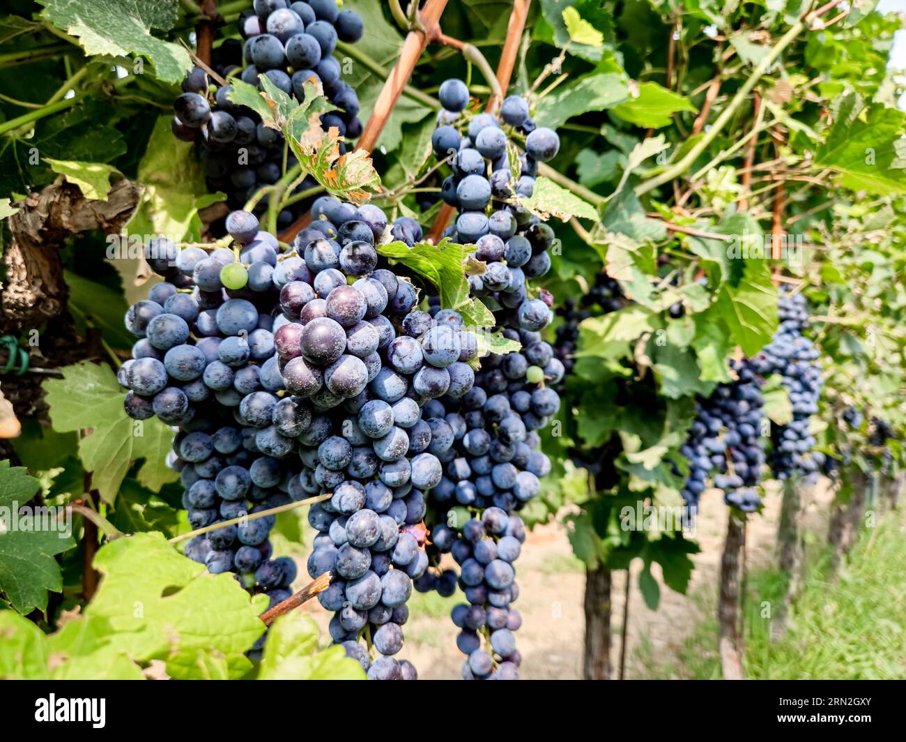 Grappolo di uva da vino rosso maturo su un vino verde in un vigneto italiano per la produzione di merlot o cabernet Foto Stock