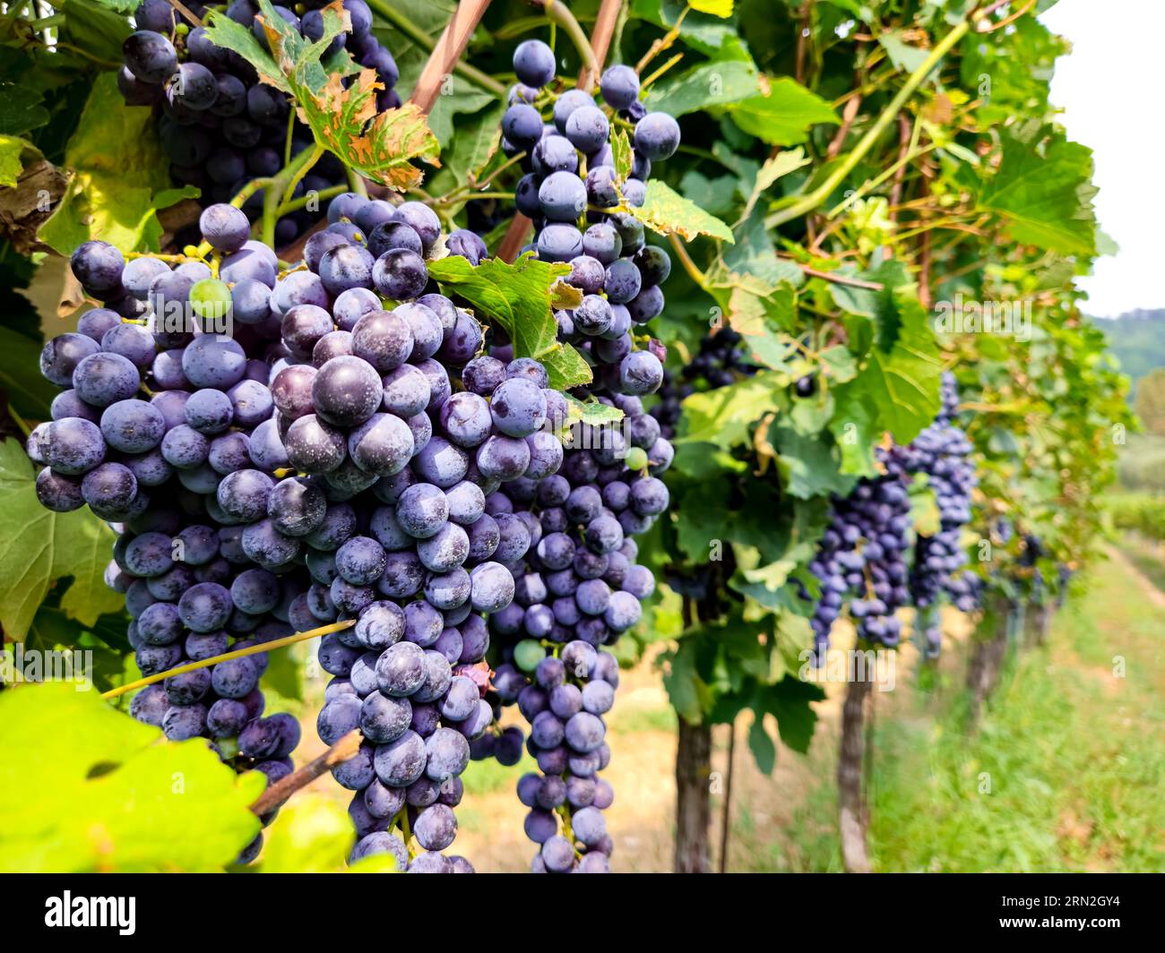 Grappolo di uva da vino rosso maturo su un vino verde in un vigneto italiano per la produzione di merlot o cabernet Foto Stock