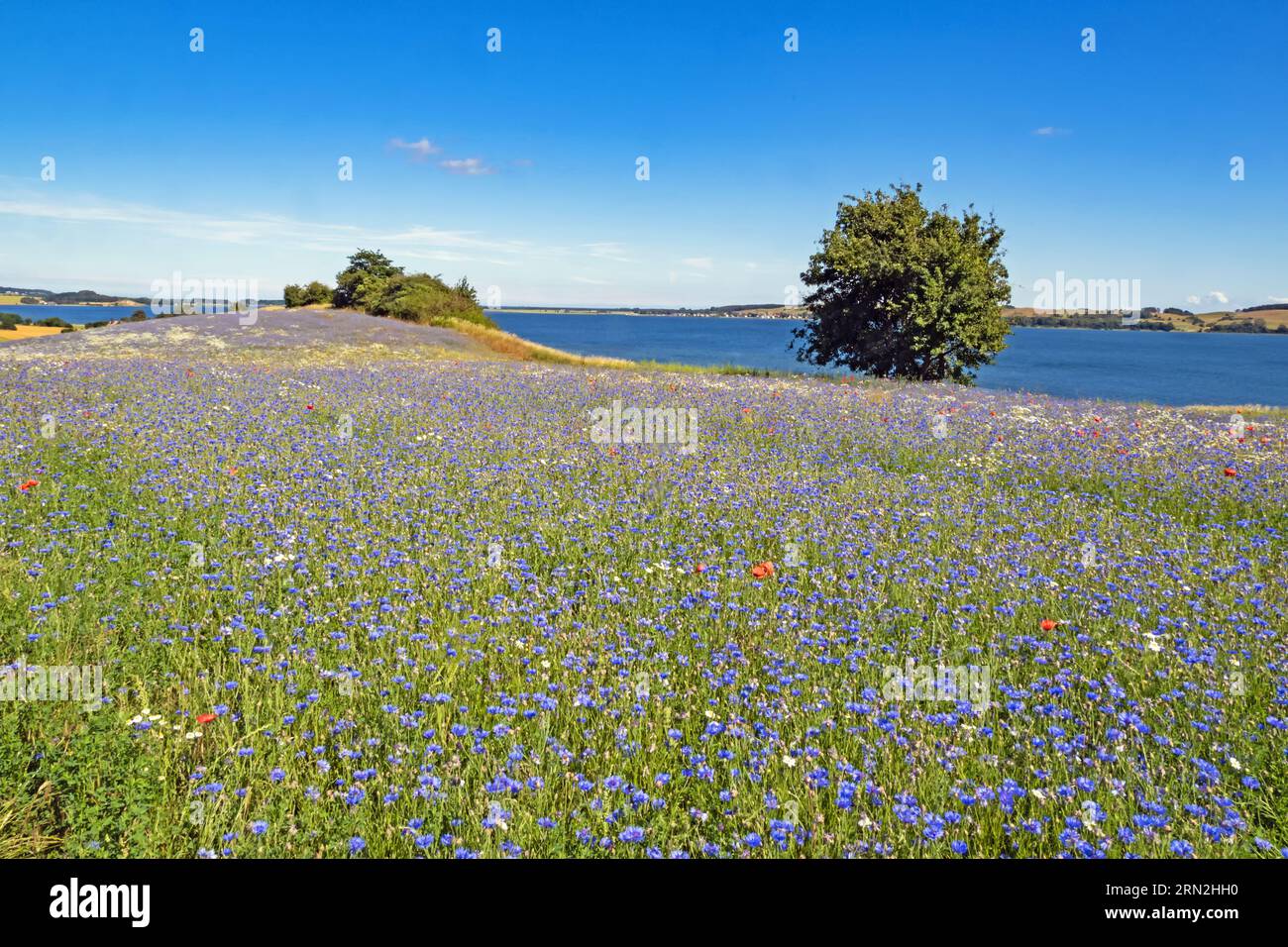 Vista di un campo con fiori di mais in fiore blu e del Mar Baltico a Monchgut, sull'isola di Rugen, in Germania Foto Stock