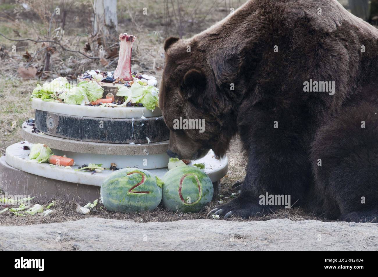 (150321) -- CHICAGO, 21 marzo 2015 -- uno di un paio di orsi grizzly si diverte con il cibo durante la sua festa di compleanno di 20 anni al Brookfield Zoo, sobborgo occidentale di Chicago, Stati Uniti, il 21 marzo 2015. Gli orsi grizzly, di nome Jim e Axhi, diventano 20 il sabato e i funzionari dello zoo hanno festeggiato il loro compleanno con una festa speciale. I fratelli orsi sono nati lo stesso giorno e si sono diretti allo zoo nel 1995, quando sono rimasti orfani in Alaska, e da allora hanno vissuto nello zoo di Brookfield. ) US-CHICAGO-BROOKFIELD ZOO-FESTA DI COMPLEANNO DEGLI ORSI HEXXIANFENG PUBLICATIONXNOTXINXC Foto Stock