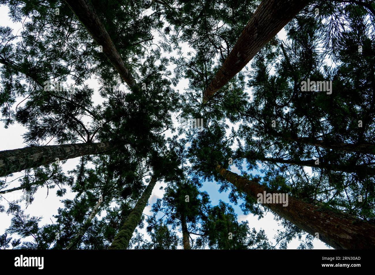 Questa fotografia è stata scattata nell'isola delle Azzorre nel mezzo della giungla con un obiettivo Sony A7III da 20 mm. Foto Stock