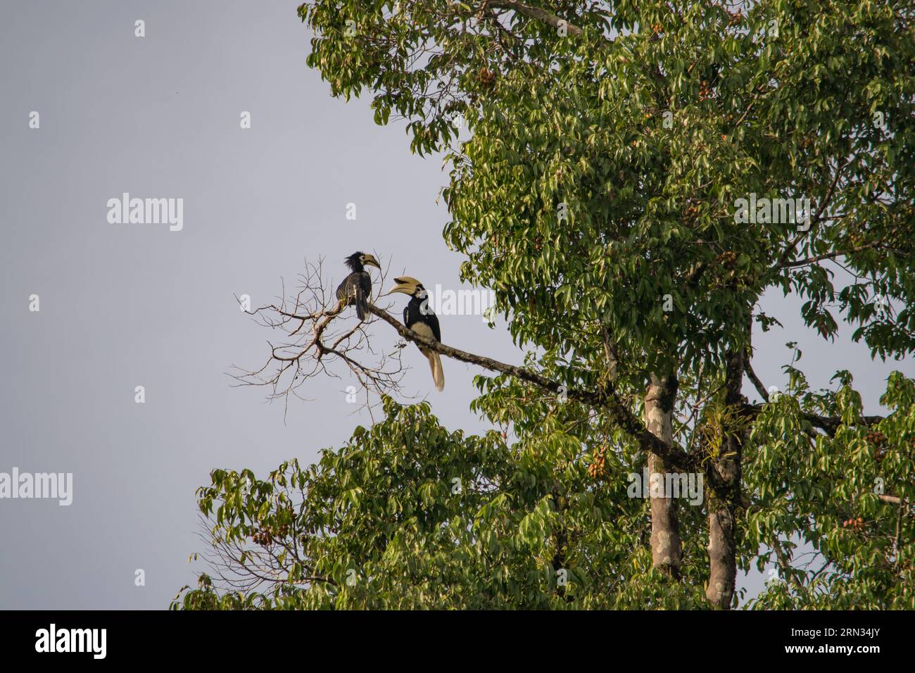 Incredibile primo piano di due ornbills selvatici orientali, maschi e femmine Foto Stock