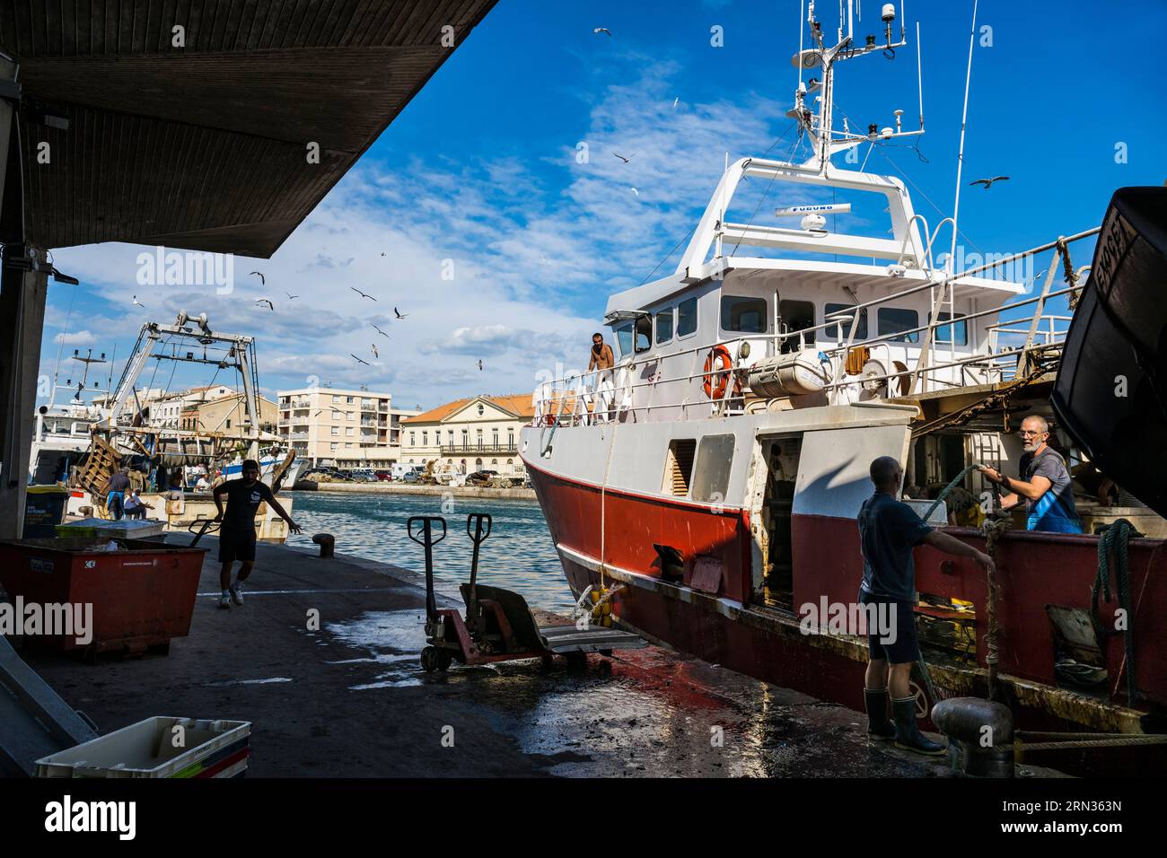 Francia, Herault, Sete, porto di pesca, ritorno dei pescherecci alla banchina e scarico del pescato con la sua processione di gabbiani Foto Stock
