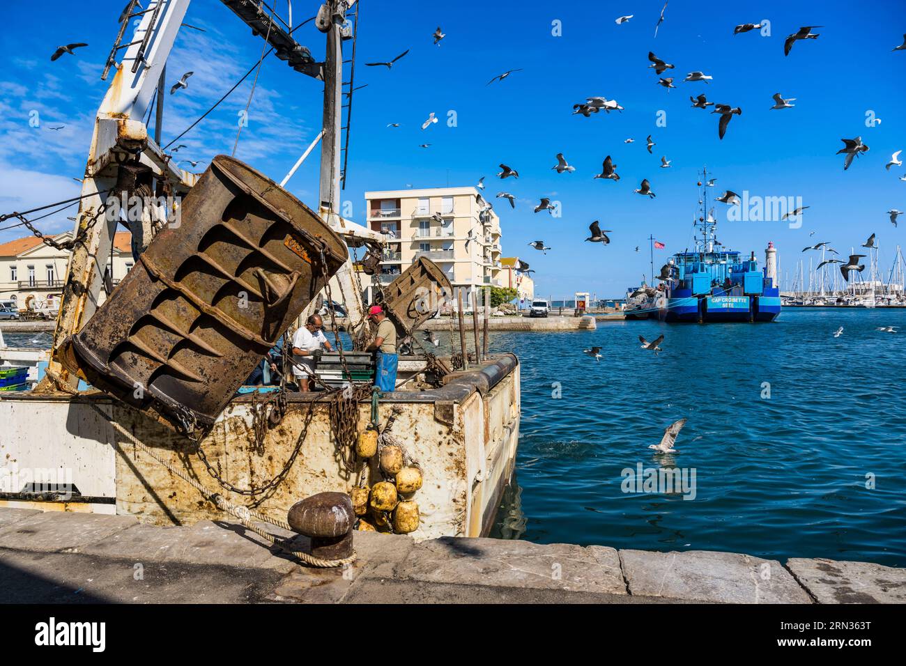 Francia, Herault, Sete, porto di pesca, ritorno dei pescherecci alla banchina e scarico del pescato con la sua processione di gabbiani Foto Stock
