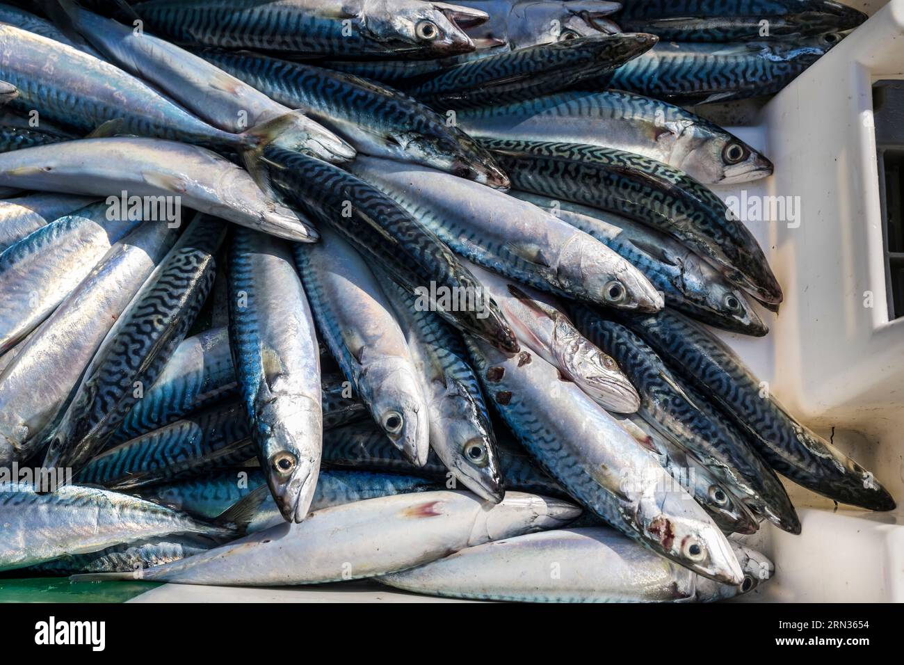 Francia, Herault, Sete, porto di pesca, scarico delle catture (sgombro) dopo il ritorno dei pescherecci alla banchina Foto Stock