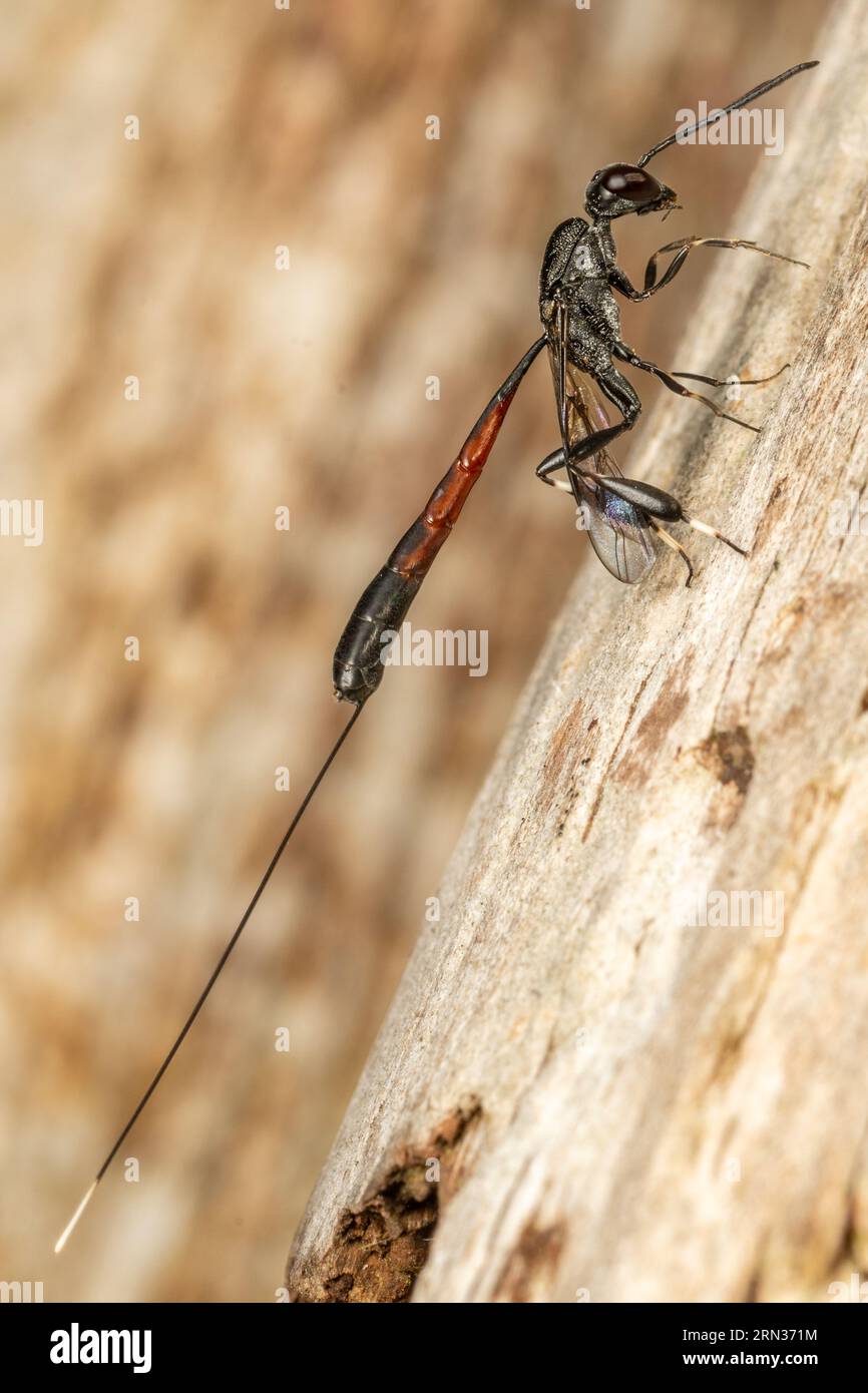 Jaculator Gasteruption Carart Wasp Foto Stock