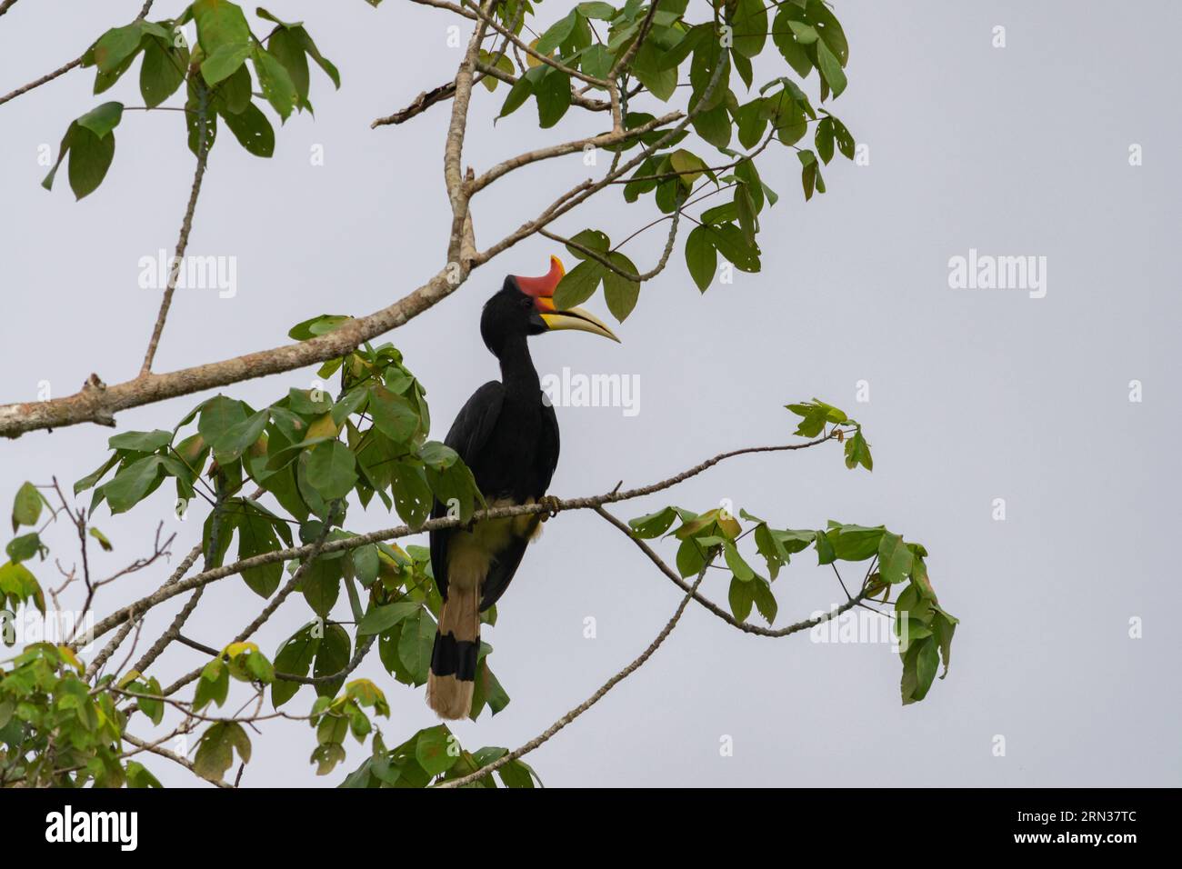 Incredibile primo piano di un rinoceronte selvatico su un albero Foto Stock