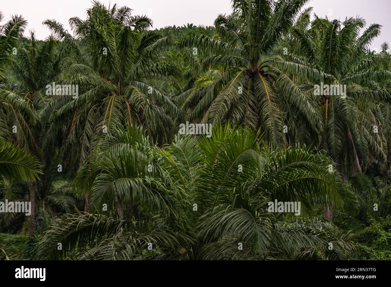 Incredibile vista di una piantagione di palme da olio. Immagine molto significativa Foto Stock