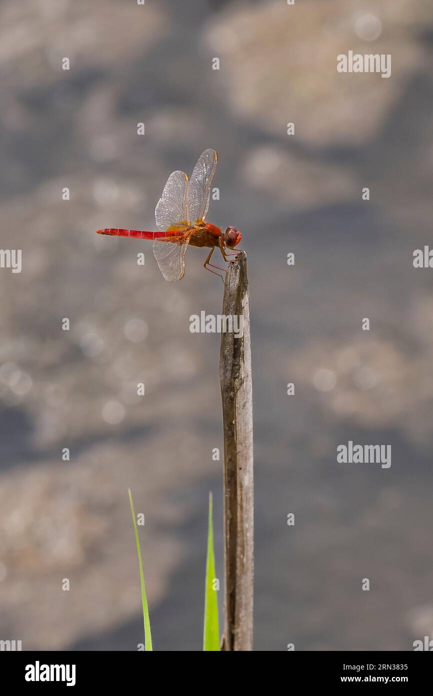 Francia, Gard, Vauvert, la Petite Camargue, la riserva naturale regionale di Scamandre, Scarlet Dragonfly (Crocothemis erythraea) o ampio scarlatto, scarlatto comune-darter Foto Stock