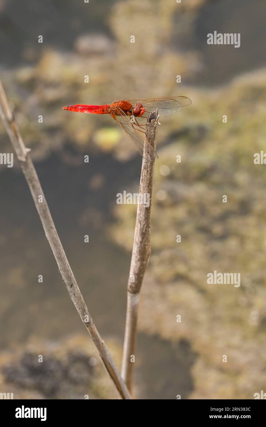 Francia, Gard, Vauvert, la Petite Camargue, la riserva naturale regionale di Scamandre, Scarlet Dragonfly (Crocothemis erythraea) o ampio scarlatto, scarlatto comune-darter Foto Stock